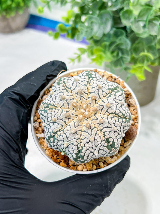 Custom Order- We’ll send you the exact live plant pictured (T5) (o5) | Las Vegas Plant Shp | 3" Pot