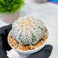 Custom Order- We’ll send you the exact live plant pictured (T5) (o5) | Las Vegas Plant Shp | 3" Pot