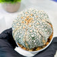 Custom Order- We’ll send you the exact live plant pictured (T5) (o6) | American Plant Seller | 3" Pot