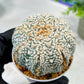 Custom Order- We’ll send you the exact live plant pictured (T5) (o6) | American Plant Seller | 3" Pot