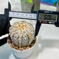 Custom Order- We’ll send you the exact live plant pictured (T5) (o7) | Nevada Plant Seller | 3" Pot
