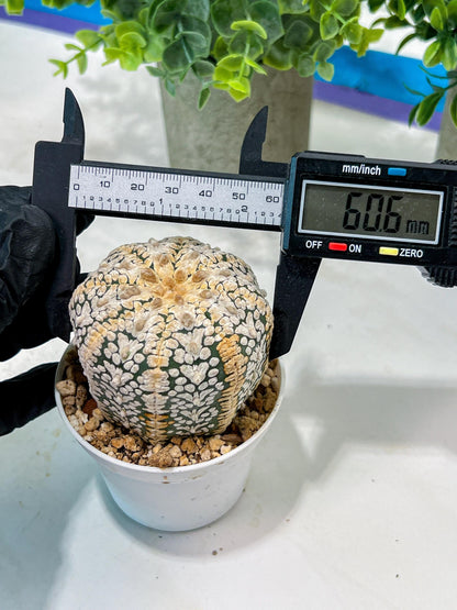 Custom Order- We’ll send you the exact live plant pictured (T5) (o7) | Nevada Plant Seller | 3" Pot