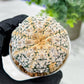 Custom Order- We’ll send you the exact live plant pictured (T5) (o7) | Nevada Plant Seller | 3" Pot