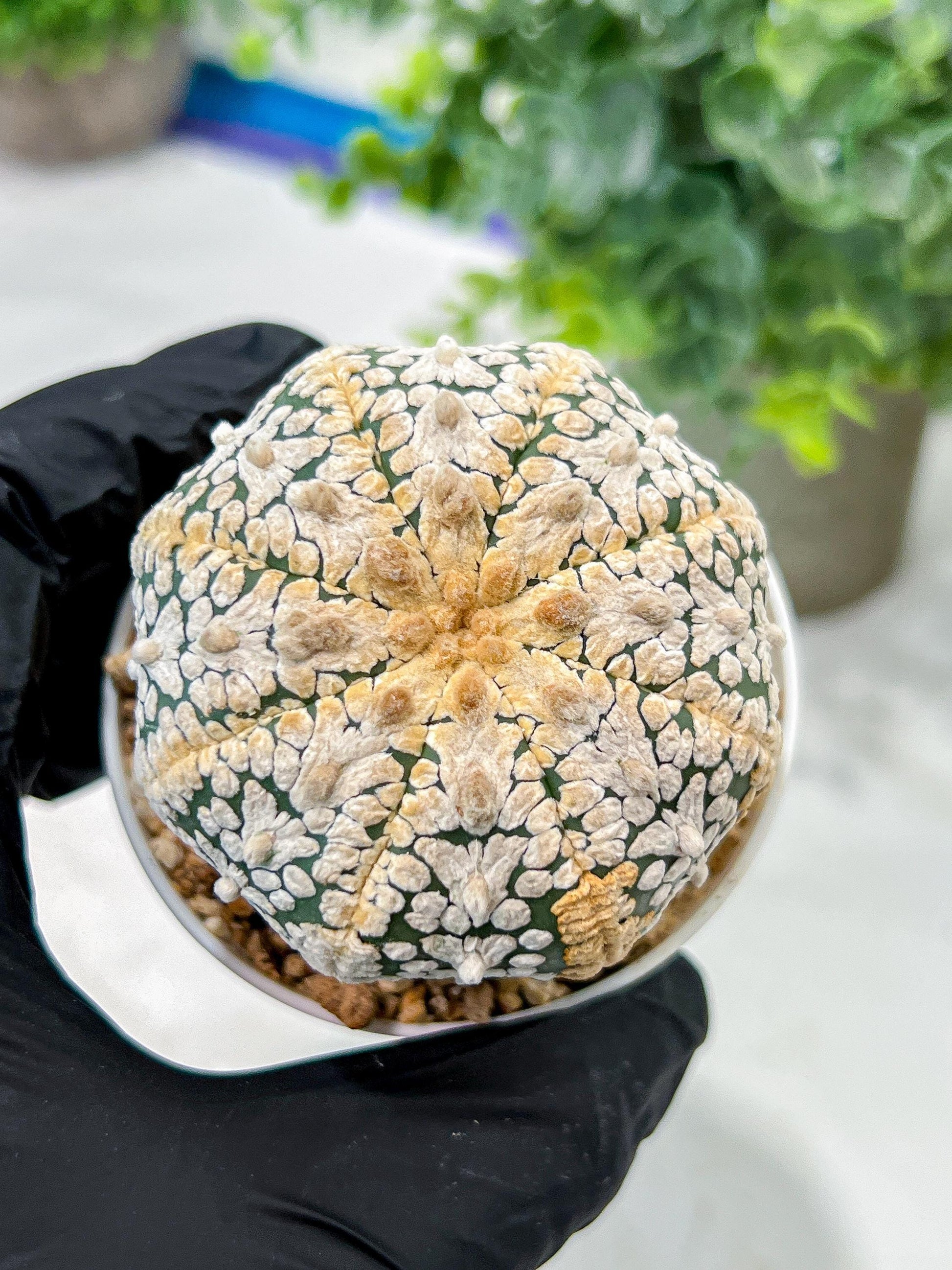 Custom Order- We’ll send you the exact live plant pictured (T5) (o7) | Nevada Plant Seller | 3" Pot