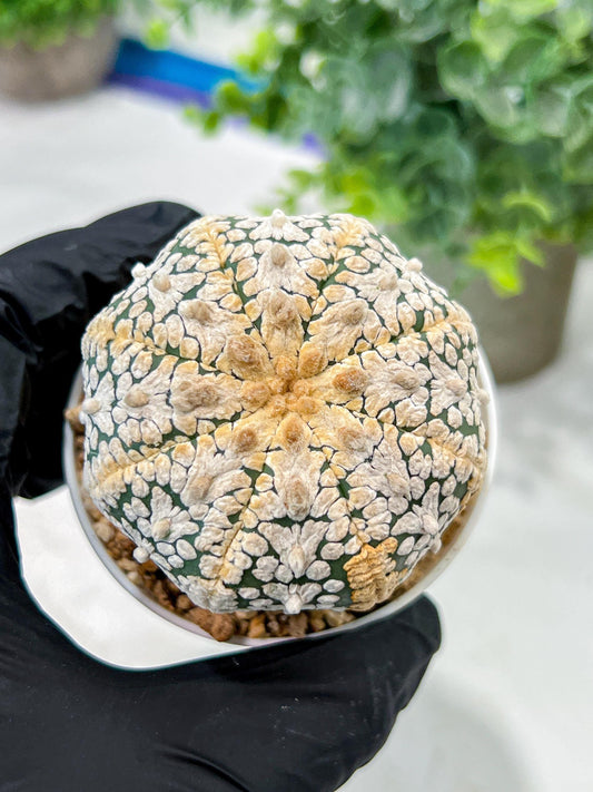 Custom Order- We’ll send you the exact live plant pictured (T5) (o7) | Nevada Plant Seller | 3" Pot