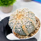 Custom Order- We’ll send you the exact live plant pictured (T5) (o7) | Nevada Plant Seller | 3" Pot