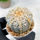 Custom Order- We’ll send you the exact live plant pictured (T5) (o7) | Nevada Plant Seller | 3" Pot