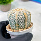 Custom Order- We’ll send you the exact live plant pictured (T5) (o7) | Nevada Plant Seller | 3" Pot