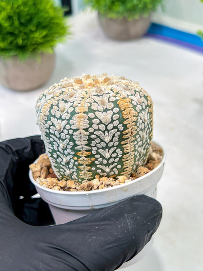 Custom Order- We’ll send you the exact live plant pictured (T5) (o7) | Nevada Plant Seller | 3" Pot