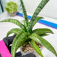Sansevieria Dancing Lady (#A1) | Imported House Plants