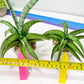 Sansevieria Dancing Lady (#A1) | Imported House Plants