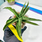 Sansevieria Dancing Lady (#A1) | Imported House Plants