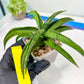 Sansevieria Dancing Lady (#A1) | Imported House Plants