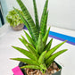 Sansevieria RockMan XL (#B1) | Rare Hybrid Species