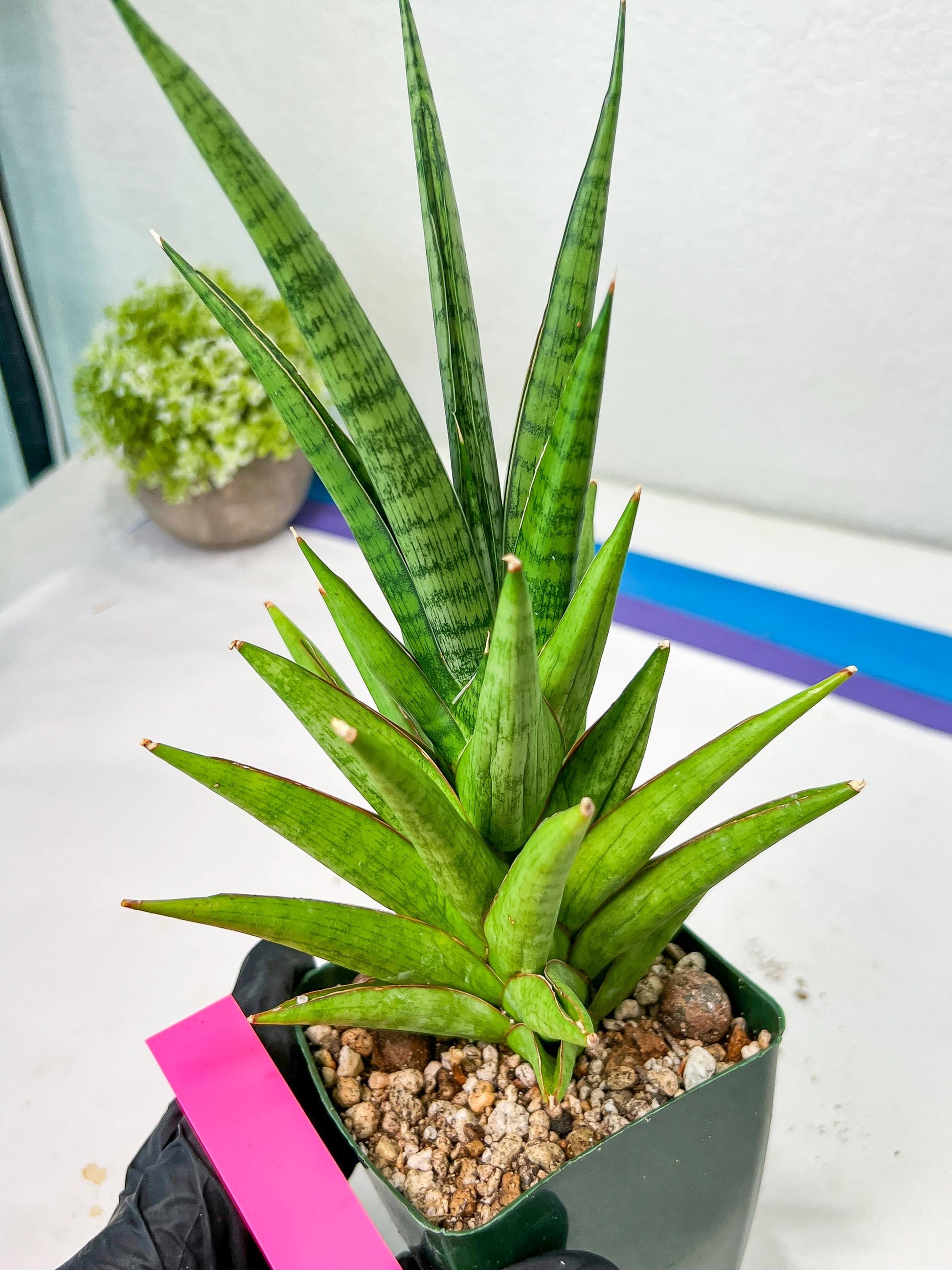 Sansevieria RockMan XL (#B1) | Rare Hybrid Species
