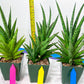Sansevieria RockMan XL (#B1) | Rare Hybrid Species