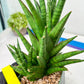 Sansevieria RockMan XL (#B1) | Rare Hybrid Species