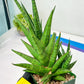 Sansevieria RockMan XL (#B1) | Rare Hybrid Species