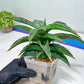 Sansevieria Variegated Blue Leaf