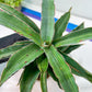 Sansevieria Variegated Blue Leaf