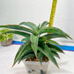 Sansevieria Variegated Blue Leaf