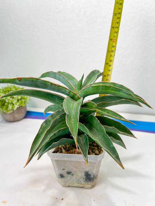 Sansevieria Variegated Blue Leaf
