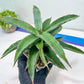 Sansevieria Variegated Blue Leaf