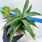 Sansevieria Variegated Blue Leaf