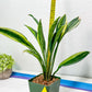 Sansevieria Sudwala Caves Variegated | Rare Impoted Plants