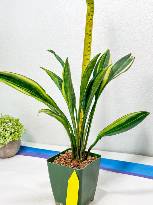 Sansevieria Sudwala Caves Variegated | Rare Impoted Plants