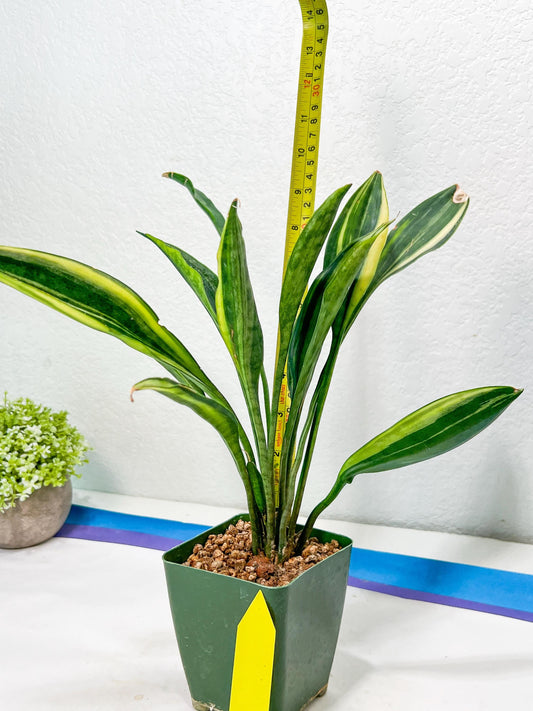Sansevieria Sudwala Caves Variegated | Rare Impoted Plants