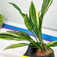 Sansevieria Sudwala Caves Variegated | Rare Impoted Plants