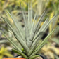 Sansevieria Thunder Stream (#A6) | Impoted Indoor plants