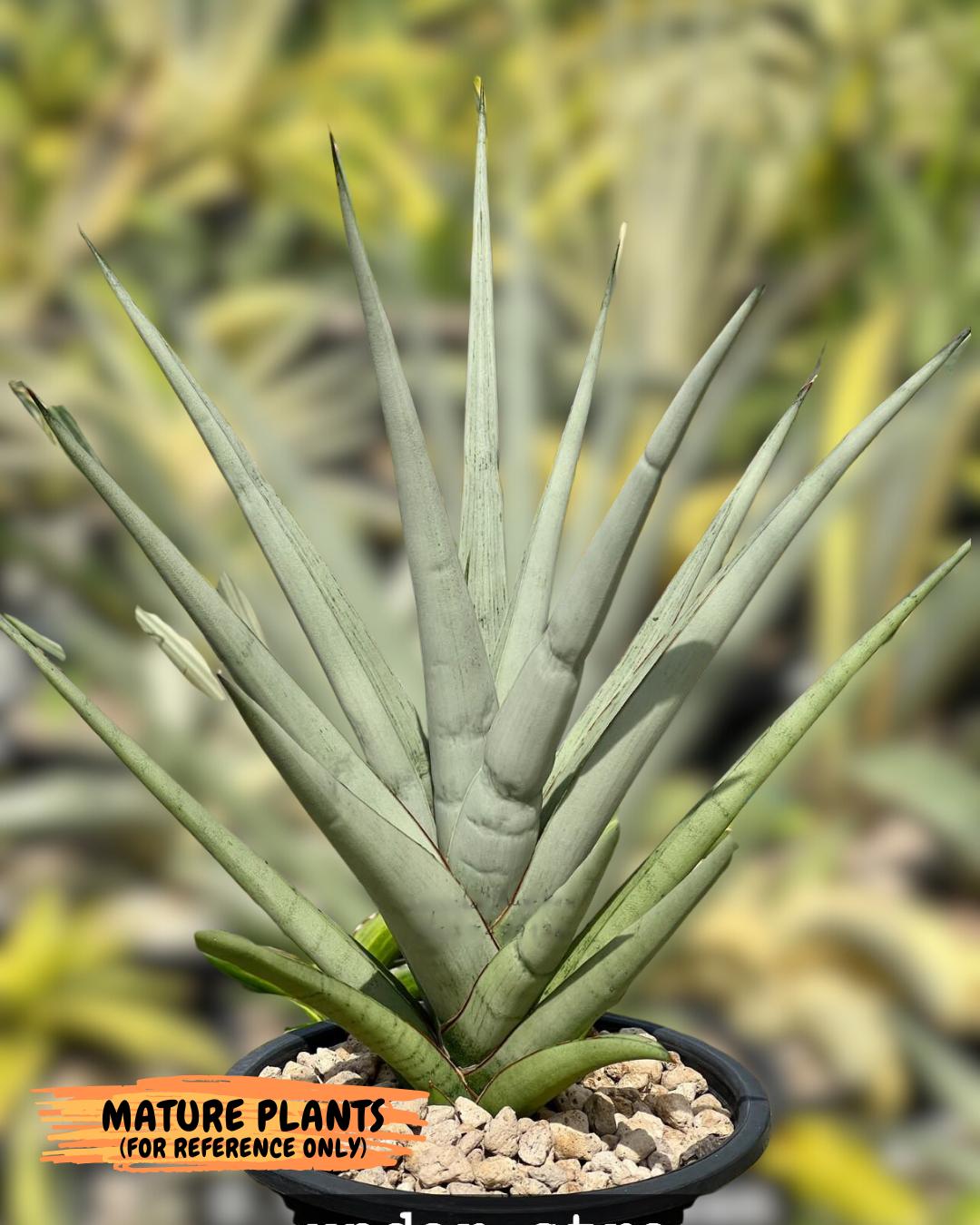Sansevieria Thunder Stream (yy) (10) | rare Plant