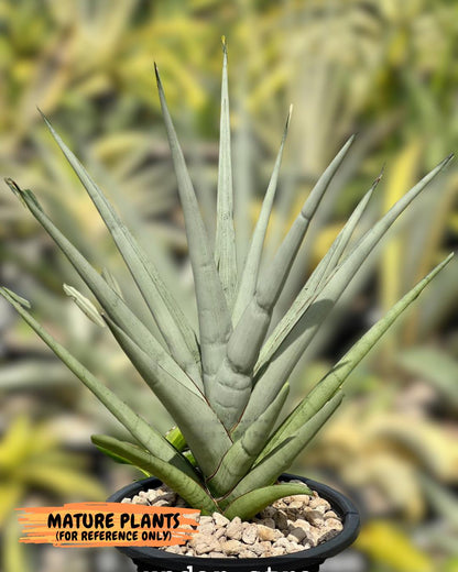 Sansevieria Thunder Stream (yy) (10) | rare Plant