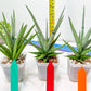 Sansevieria Thunder Stream (#A6) | Impoted Indoor plants