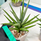 Sansevieria Thunder Stream (#A6) | Impoted Indoor plants