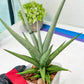 Sansevieria Thunder Stream (#A6) | Impoted Indoor plants