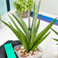 Sansevieria Thunder Stream (#A6) | Impoted Indoor plants