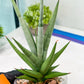 Sansevieria Thunder Stream (#A6) | Impoted Indoor plants