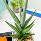 Sansevieria Thunder Stream (#A6) | Impoted Indoor plants
