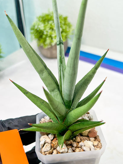 Sansevieria Thunder Stream (#A6) | Impoted Indoor plants