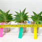 Sansevieria Emerald Wing (#A6) | Rare and Limited Amount