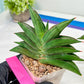 Sansevieria Emerald Wing (#A6) | Rare and Limited Amount