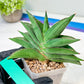 Sansevieria Emerald Wing (#A6) | Rare and Limited Amount