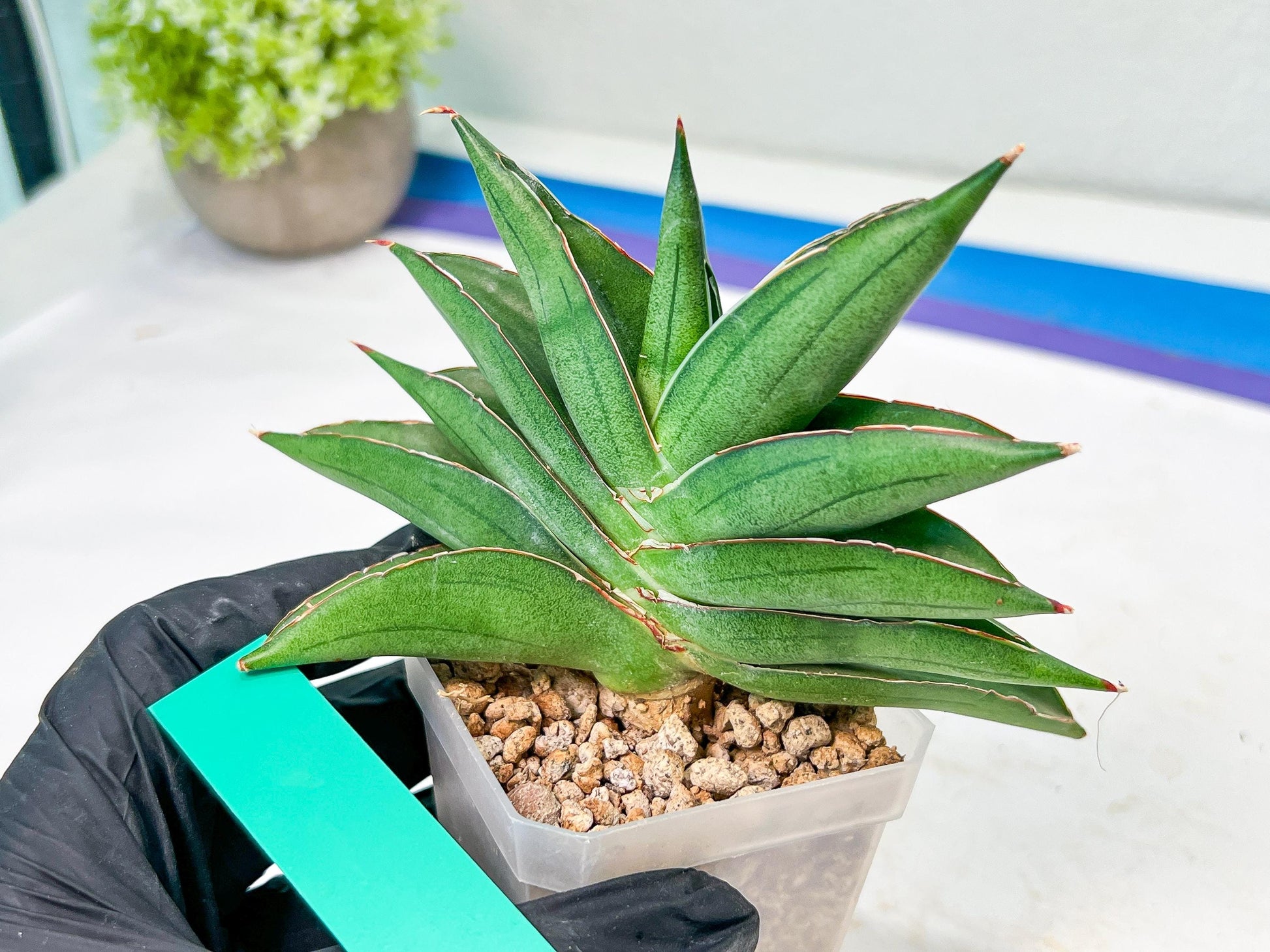 Sansevieria Emerald Wing (#A6) | Rare and Limited Amount