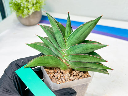 Sansevieria Emerald Wing (#A6) | Rare and Limited Amount