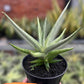 Sansevieria Quentin | Imported Plants | Rare Hybrid Species