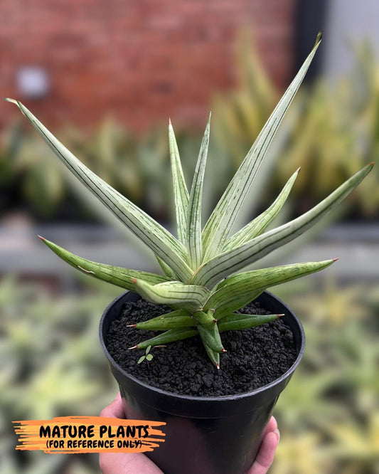 Sansevieria Quentin | Imported Plants | Rare Hybrid Species