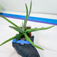 Sansevieria Quentin | Imported Plants | Rare Hybrid Species